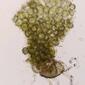 Ceratopteris richardii (Parkeriaceae) - unspecified - unspecified