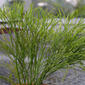 Psilotum nudum (Psilotaceae) - whole plant - unspecified