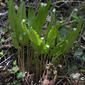 Asplenium scolopendrium (Hart's tonguefern / Tongvaren) 0934