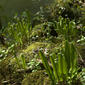 Asplenium scolopendrium (Hart's tonguefern / Tongvaren) 0934