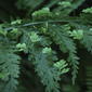 Asplenium bulbiferum (Hen and Chicken Fern)