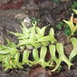 File:Nephorlepis biserrata furcans-3-yercaud-salem-India.JPG