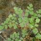 Avenca // Maidenhair Fern (Adiantum capillus-veneris)