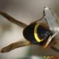 Vespa // Wasp (Leptochilus regulus), female