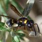 Vespa // Wasp (Leptochilus regulus), female