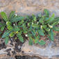 Douradinha // Rustyback Fern (Asplenium ceterach)